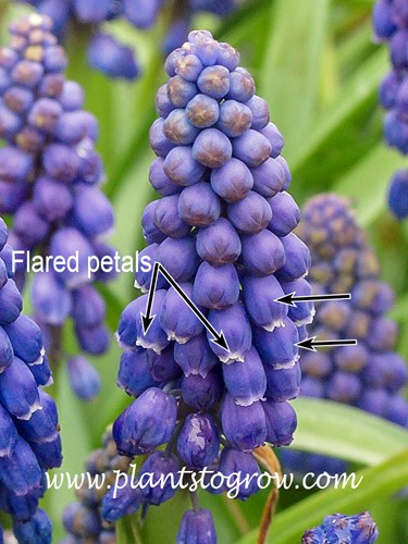 Urceolate shaped flowers of a  Grape Hyacinth (Muscaria)